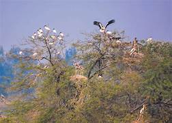 Sultanpur Bird Watching Tour